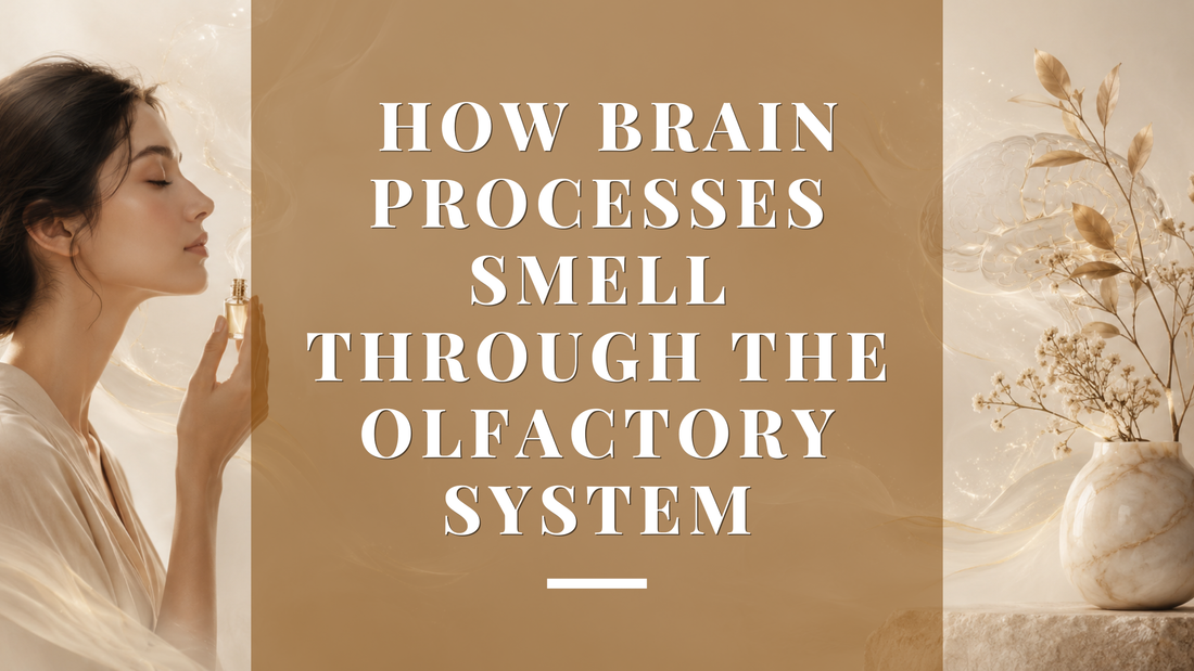 Olfactory System Explained: How Your Brain Understands Smell